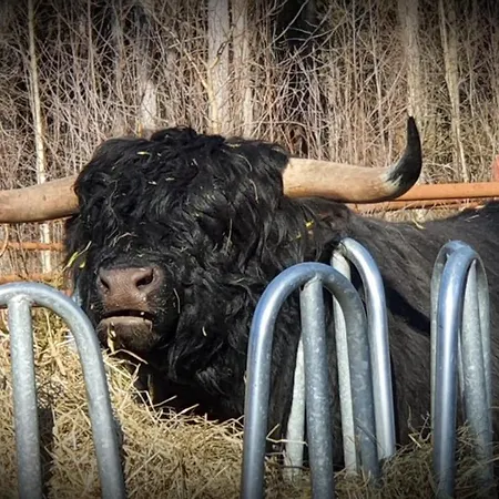 Isotalo Farm At Enaejaervi Tatil Evi *