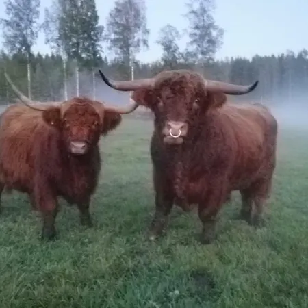 Isotalo Farm At Enaejaervi Holiday home Salo (Salo)