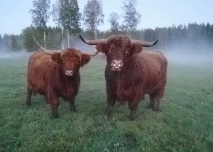 Isotalo Farm At Enaejaervi Сasa de vacaciones Salo (Salo)